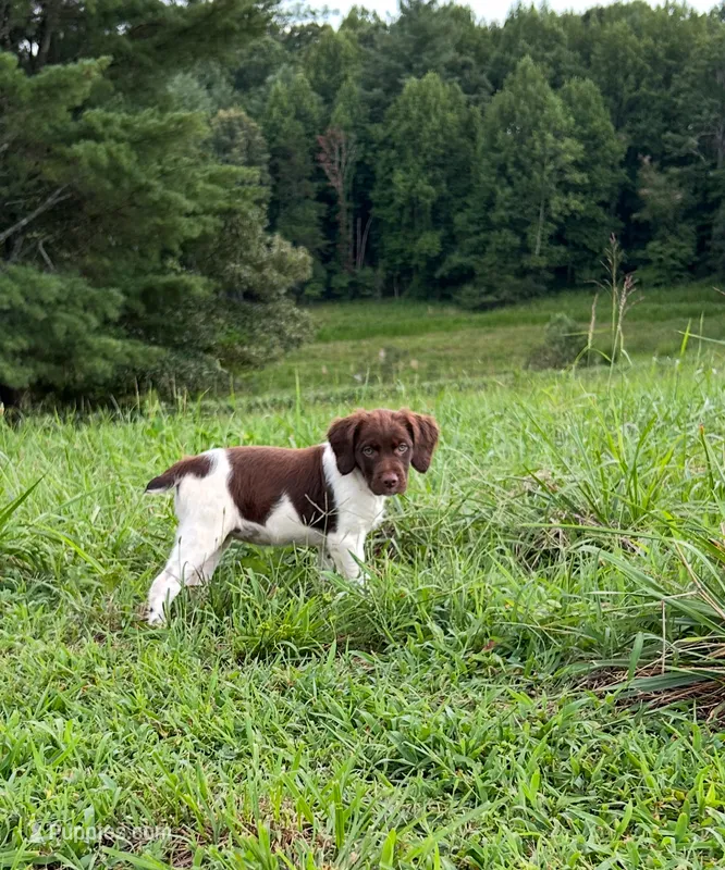 Abliene – Brittany puppy for sale in Morganton, NC