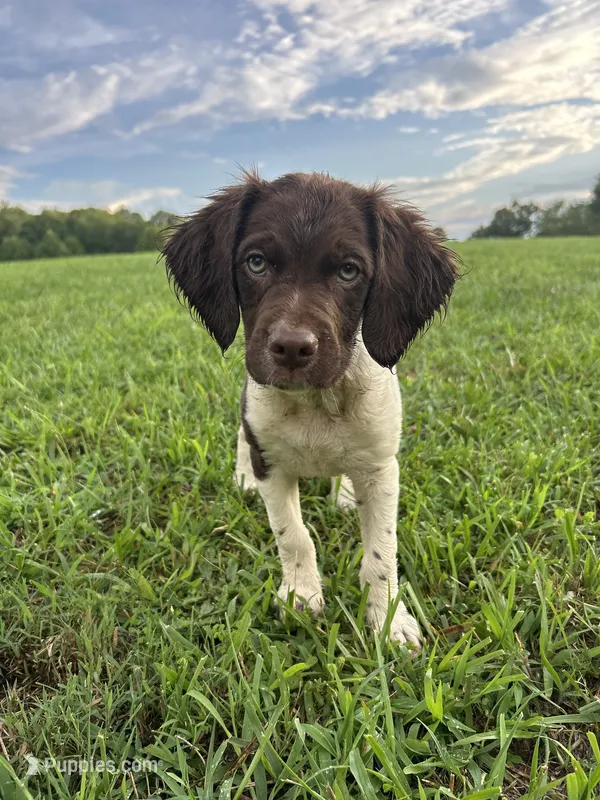 Tennessee – Brittany puppy for sale in Morganton, NC