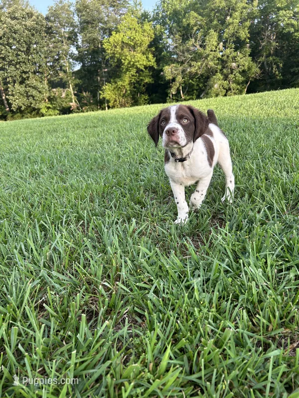 Smokey – Brittany puppy for sale in Morganton, NC