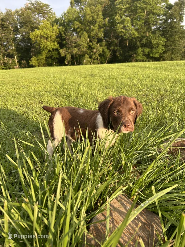 Tex – Brittany puppy for sale in Morganton, NC