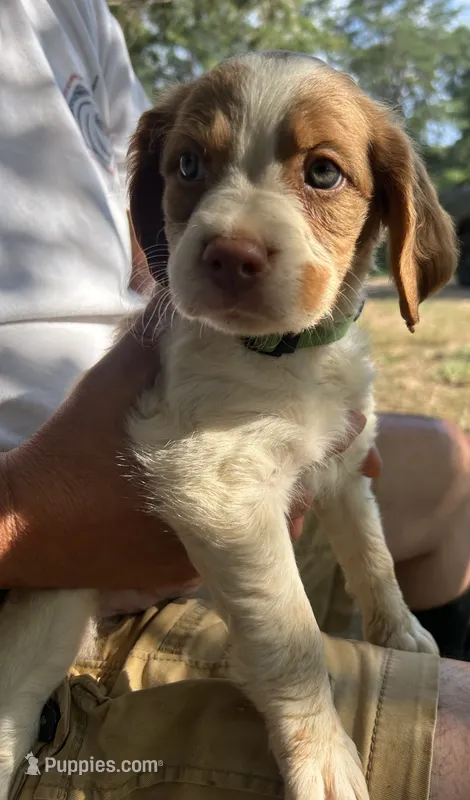 Amarillo – Brittany puppy for sale in Morganton, NC