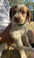 Amarillo, a female Brittany for sale in Morganton, NC – 1 of 1