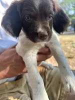 Memphis, a female Brittany for sale in Morganton, NC – 1 of 1
