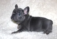 Gus, a male French Bulldog for sale in Jacksonville, AL – 2 of 5