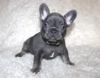 Gus, a male French Bulldog for sale in Jacksonville, AL – 5 of 5