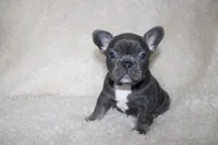 Sapphire, a female French Bulldog for sale in Jacksonville, AL – 3 of 4
