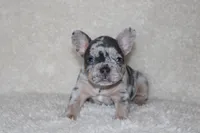 Paris, a female French Bulldog for sale in Jacksonville, AL – 2 of 4