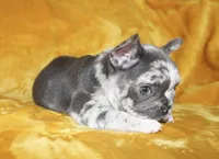 Enzo, a male French Bulldog for sale in Jacksonville, AL – 2 of 9