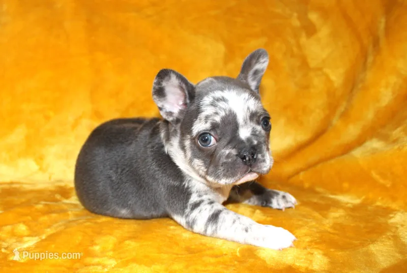 Enzo – French Bulldog puppy for sale in Jacksonville, AL