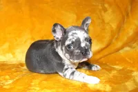 Enzo, a male French Bulldog for sale in Jacksonville, AL – 1 of 9