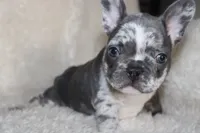 Enzo, a male French Bulldog for sale in Jacksonville, AL – 9 of 9