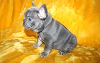 Gus, a male French Bulldog for sale in Jacksonville, AL – 4 of 5