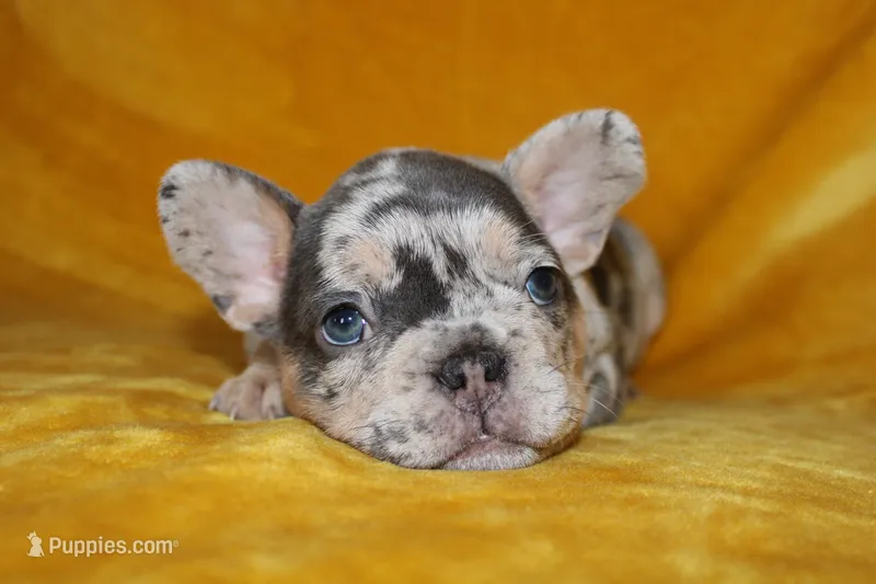 Paris – French Bulldog puppy for sale in Jacksonville, AL