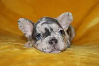 Paris, a female French Bulldog for sale in Jacksonville, AL – 1 of 4