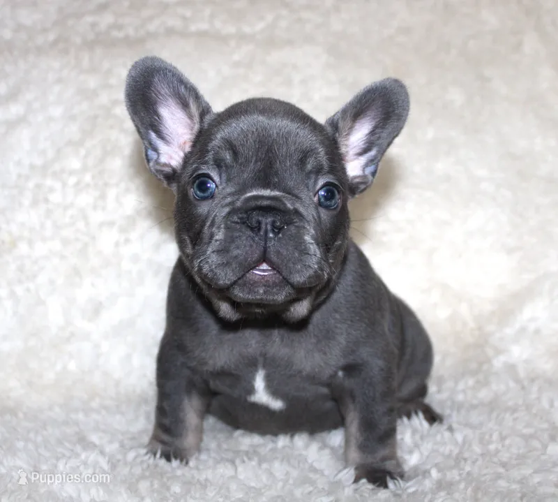 Gus – French Bulldog puppy for sale in Jacksonville, AL