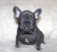 Gus, a male French Bulldog for sale in Jacksonville, AL – 1 of 5