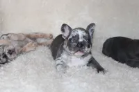 Enzo, a male French Bulldog for sale in Jacksonville, AL – 6 of 9