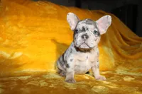 Paris, a female French Bulldog for sale in Jacksonville, AL – 3 of 4