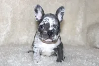 Enzo, a male French Bulldog for sale in Jacksonville, AL – 8 of 9