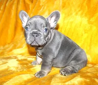 Gus, a male French Bulldog for sale in Jacksonville, AL – 3 of 5