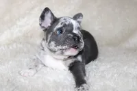 Enzo, a male French Bulldog for sale in Jacksonville, AL – 7 of 9