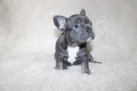 Sapphire, a female French Bulldog for sale in Jacksonville, AL – 2 of 4