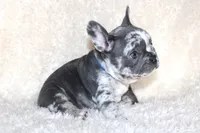 Enzo, a male French Bulldog for sale in Jacksonville, AL – 4 of 9