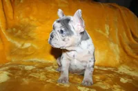 Paris, a female French Bulldog for sale in Jacksonville, AL – 4 of 4