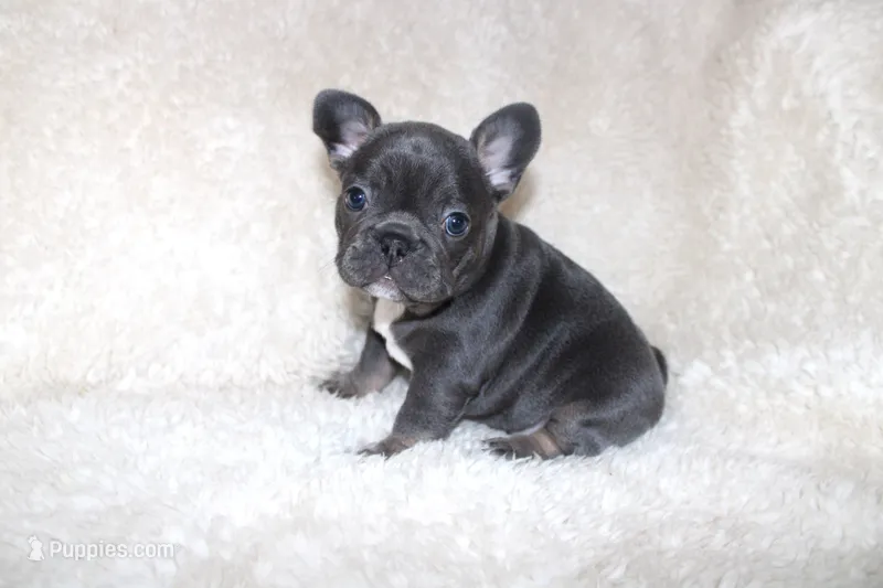 Sapphire – French Bulldog puppy for sale in Jacksonville, AL