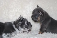 Enzo, a male French Bulldog for sale in Jacksonville, AL – 5 of 9