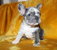 Enzo, a male French Bulldog for sale in Jacksonville, AL – 3 of 9