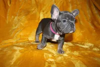 Sapphire, a female French Bulldog for sale in Jacksonville, AL – 4 of 4