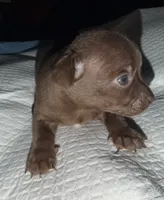 Male dark chocolate and white purebred chihuahua pup, a male Chihuahua for sale in Hopkins, MI – 5 of 7