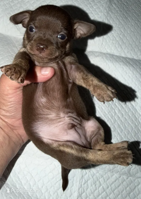 Male purebred chihuahua pup chocolate and brown – Chihuahua puppy for sale in Hopkins, MI