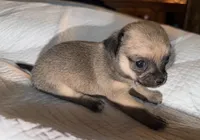 sable and white female chihuahua pup, a female Chihuahua for sale in Hopkins, MI – 3 of 7