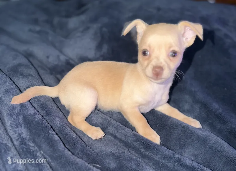 Kahlani's red female chihuahua pup – Chihuahua puppy for sale in Hopkins, MI
