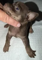 Male purebred chihuahua pup chocolate and brown, a male Chihuahua for sale in Hopkins, MI – 3 of 7