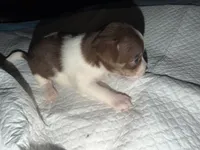 Female White, chocolate & tan chihuahua pup (thin blaze), a female Chihuahua for sale in Hopkins, MI – 5 of 6