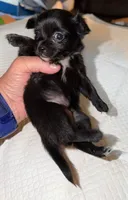longhaired black and white female chihuahua pup, a female Chihuahua for sale in Hopkins, MI – 2 of 8