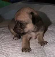 sable and white female chihuahua pup, a female Chihuahua for sale in Hopkins, MI – 6 of 7