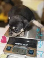 Shorthair black tri female chihuahua pup, a female Chihuahua for sale in Hopkins, MI – 2 of 6