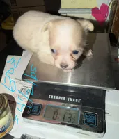 Longhair female fawn and white chihuahua pup, a female Chihuahua for sale in Hopkins, MI – 2 of 8