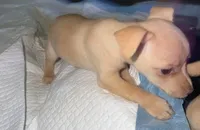 Kahlani's red female chihuahua pup READY NOW, a female Chihuahua for sale in Hopkins, MI – 10 of 10