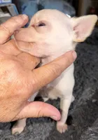Kahlani's small loving female fawn chihuahua pup , a female Chihuahua for sale in Hopkins, MI – 2 of 9
