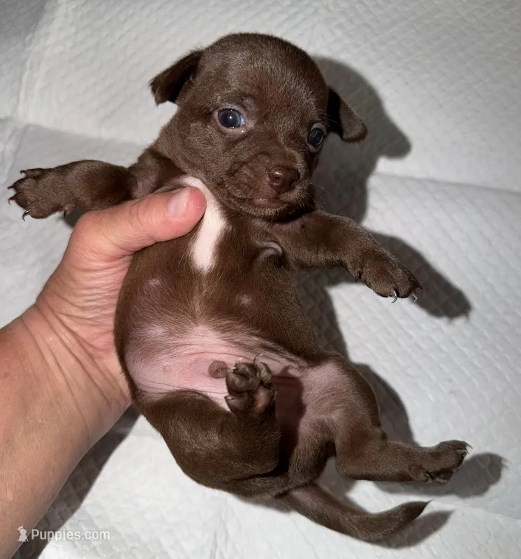 Male dark chocolate and white purebred chihuahua pup – Chihuahua puppy for sale in Hopkins, MI