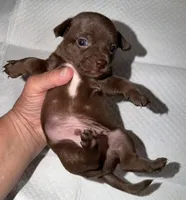 Male dark chocolate and white purebred chihuahua pup, a male Chihuahua for sale in Hopkins, MI – 1 of 7