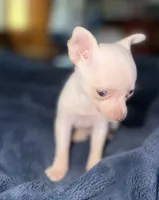 Kahlani's small loving female fawn chihuahua pup , a female Chihuahua for sale in Hopkins, MI – 7 of 9