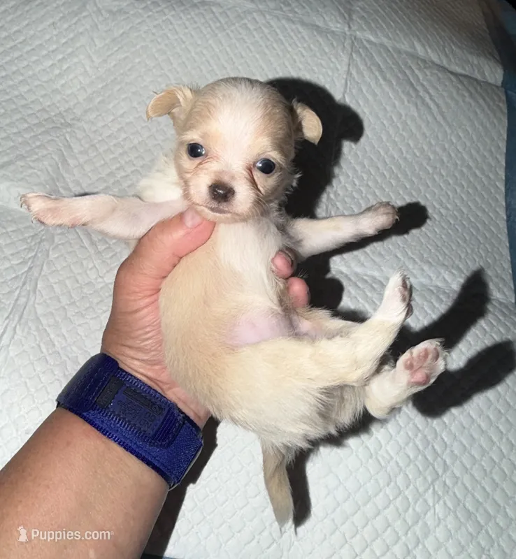 Longhair female fawn and white chihuahua pup – Chihuahua puppy for sale in Hopkins, MI