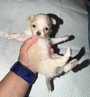 Longhair female fawn and white chihuahua pup, a female Chihuahua for sale in Hopkins, MI – 1 of 8