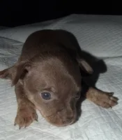 Male purebred chihuahua pup chocolate and brown, a male Chihuahua for sale in Hopkins, MI – 2 of 7